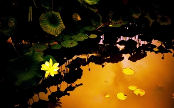 Sứ mạng thương yêu